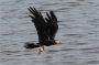 Amazonas06 - 208 * Black Caracara.